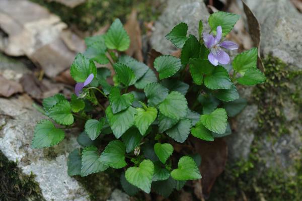 ケイリュウタチツボスミレ