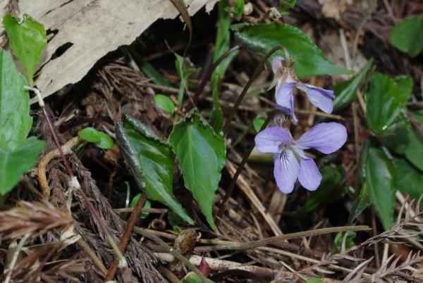 スミレサイシン