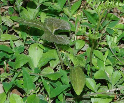 アソヒカゲスミレ