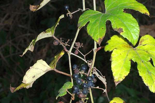 キクバエビヅル