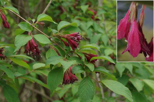 Weigela floribunda