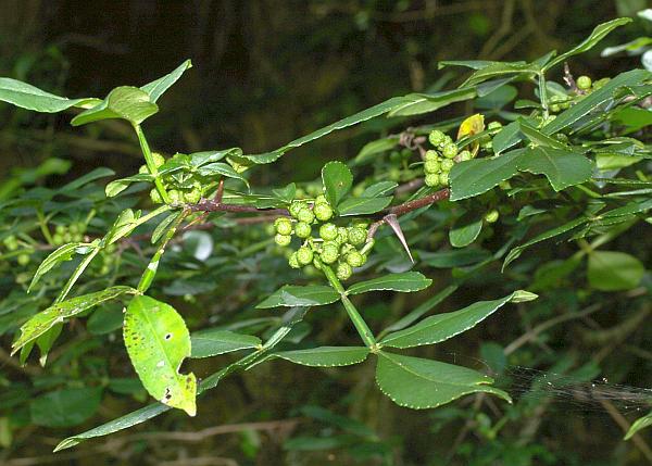 フユザンショウ