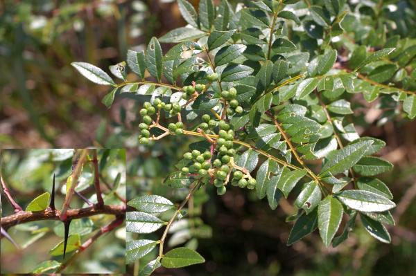 イヌザンショウ