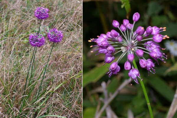 ヤマラッキョウ