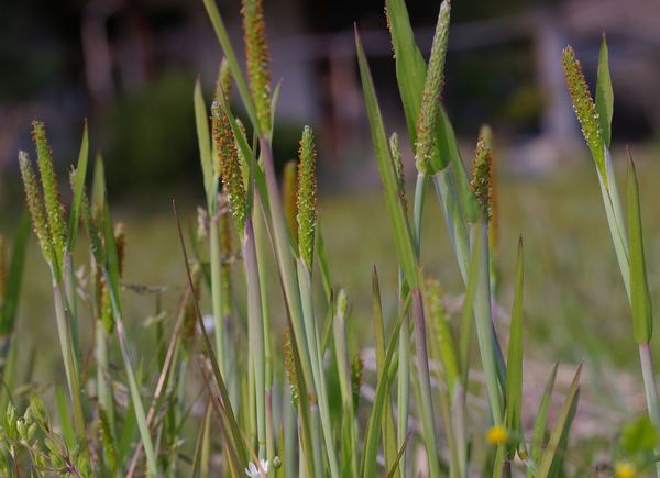 スズメノテッポウ