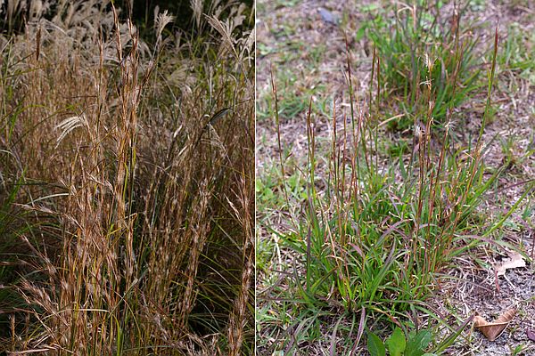 メリケンカルカヤ