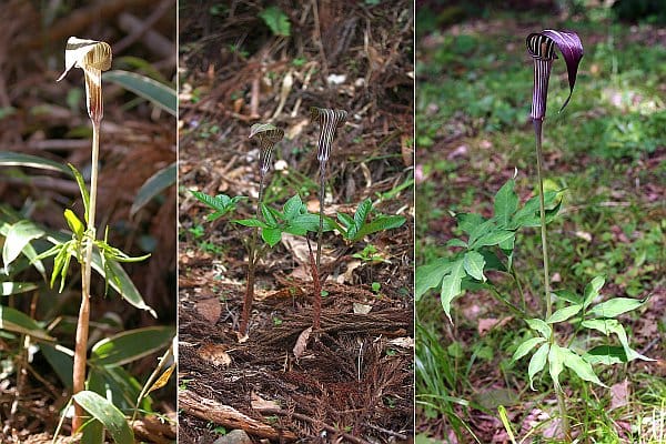 ヒガンマムシグサ