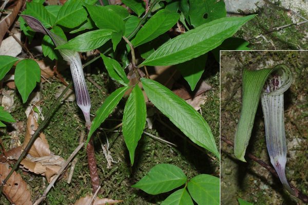 オモゴテンナンショウ