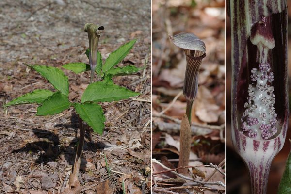 タカハシテンナンショウ