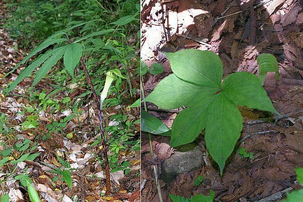 ヒロハテンナンショウ