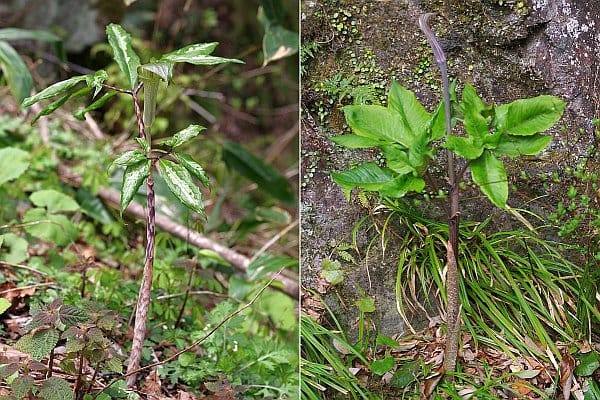 カントウマムシグサ