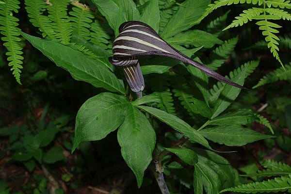 カントウマムシグサ