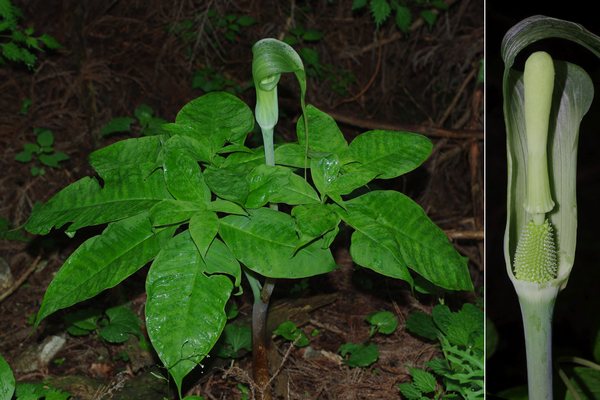 アオテンナンショウ