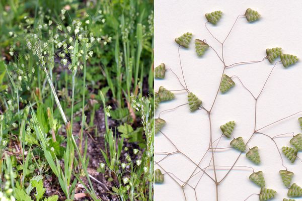 ヒメコバンソウ