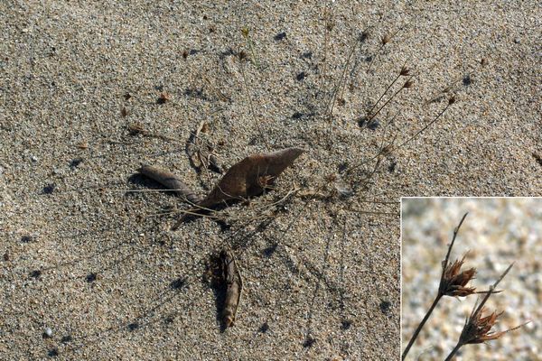 砂に半分埋もれたハタガヤ