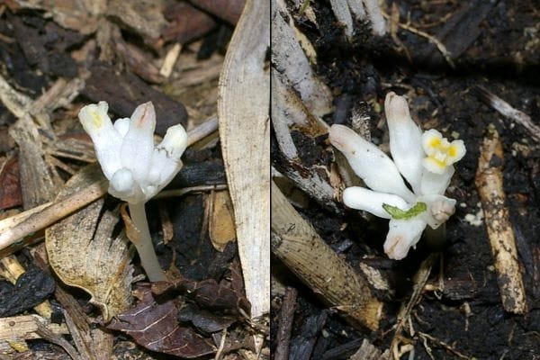 ヒナノシャクジョウ