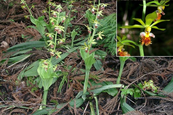 サルメンエビネ