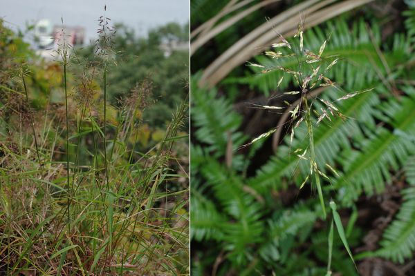 ヒメアブラススキ