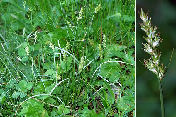 ツクシミノボロスゲ