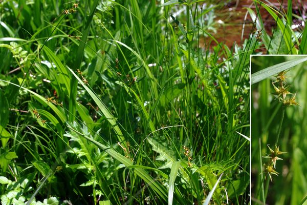 ヤチカワズスゲ