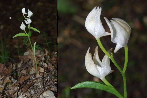 ユウシュンラン