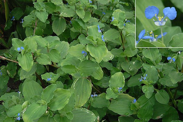 マルバツユクサ