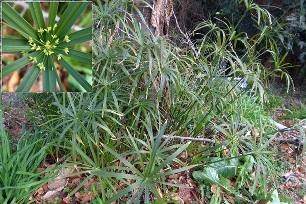 シュロガヤツリ