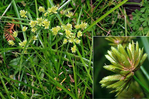 メリケンガヤツリ