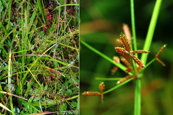コアゼガヤツリ