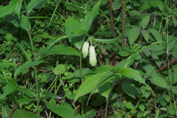 ホウチャクソウ