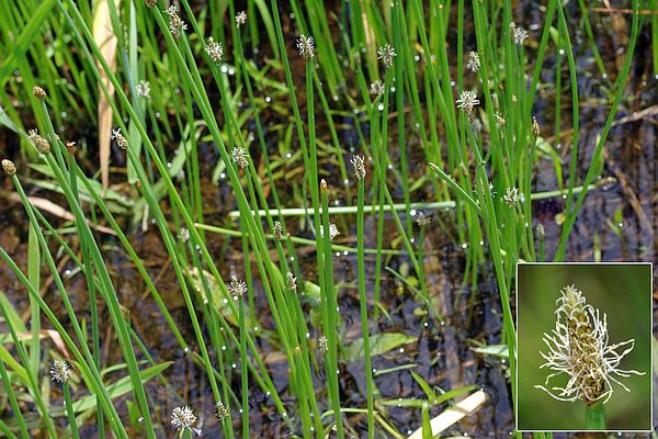 オオヌマハリイ