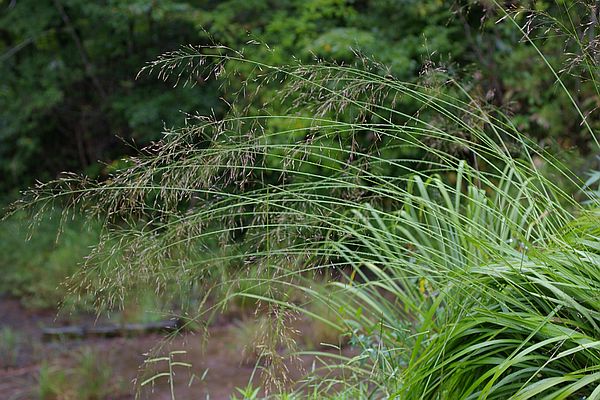 シナダレスズメガヤ