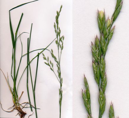 オニウシノケグサ