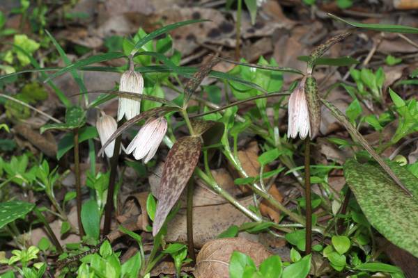 ホソバナコバイモ