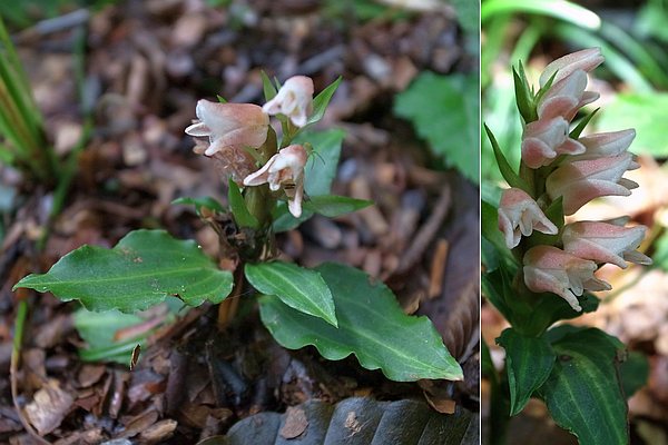 アケボノシュスラン