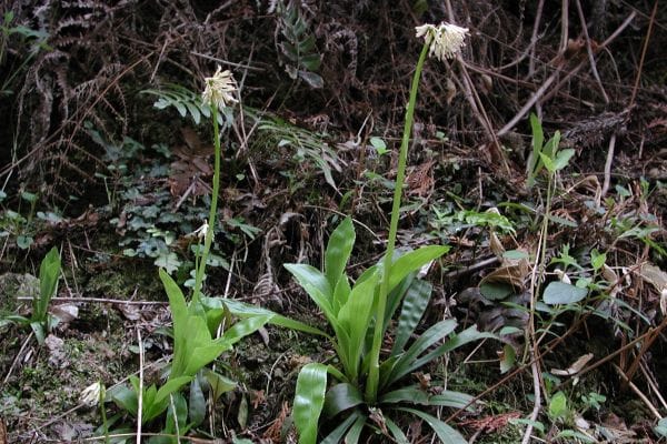 ツクシショウジョウバカマ