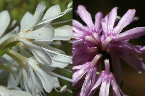 ツクシショウジョウバカマとショウジョウバカマ