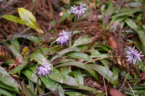 ショウジョウバカマ