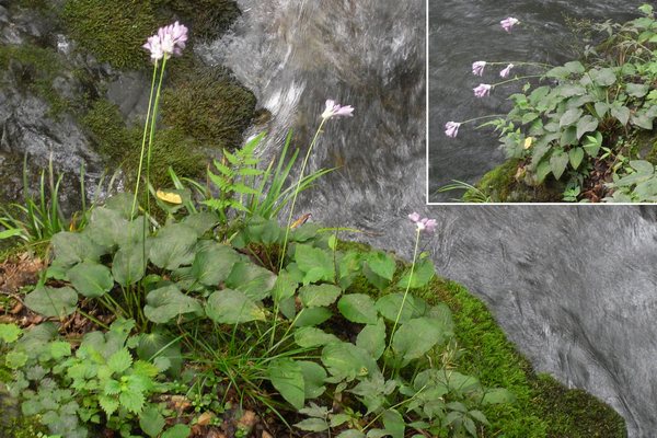 カンザシギボウシ