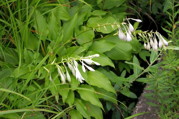 オオバギボウシ