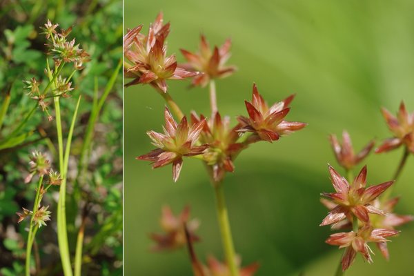 ハナビゼキショウ