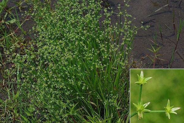 コウガイゼキショウ