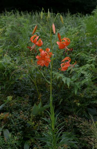 コオニユリ　　葉腋にむかごができない