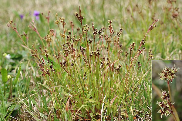 ヤマスズメノヒエ