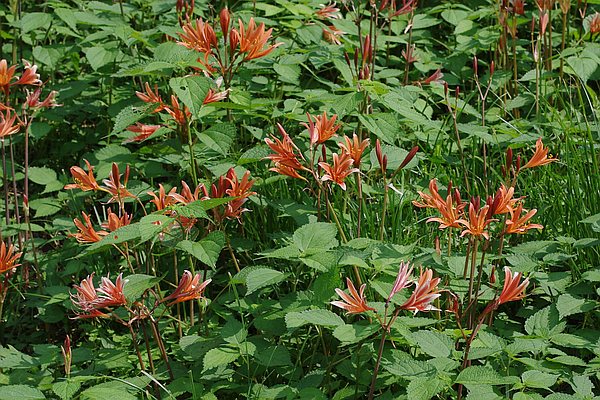 キツネノカミソリ