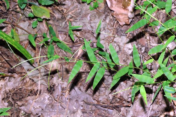 ミヤマササガヤ