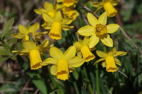 ラッパズイセン