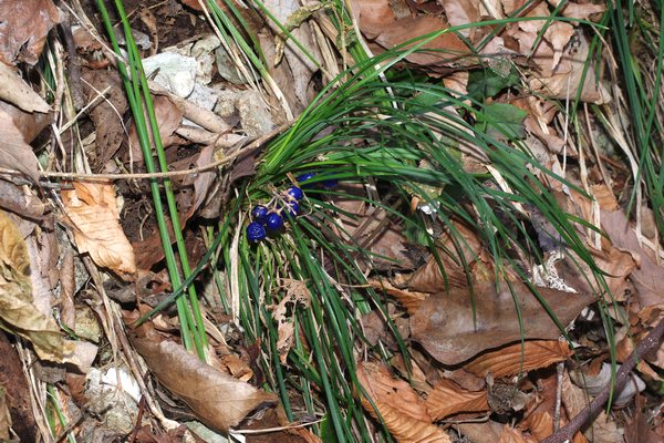 ナガバジャノヒゲ