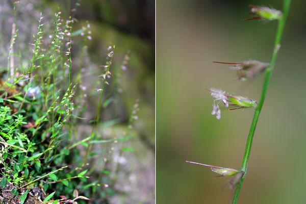 チャボチヂミザサ