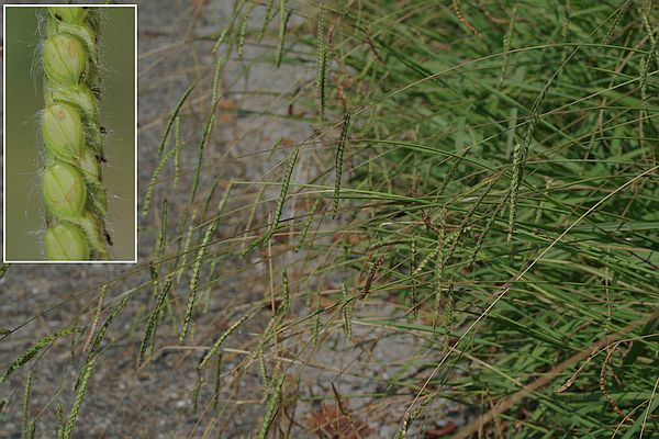 シマスズメノヒエ